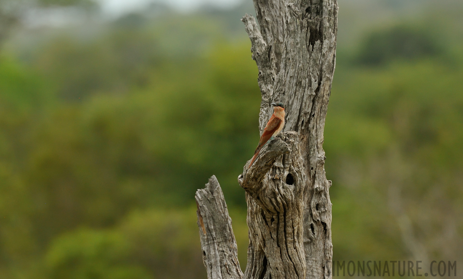 Merops nubicoides [550 mm, 1/1250 Sek. bei f / 9.0, ISO 1600]